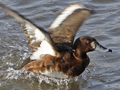 Ferruginous Duck x Greater Scaup hybrid
